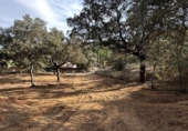 Non-developable land for sale on España, Encinarejo de Córdoba, ref: TR125088 photo