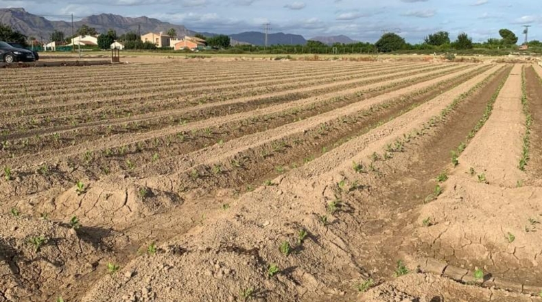 Murcia - Múrcia - 1876m2