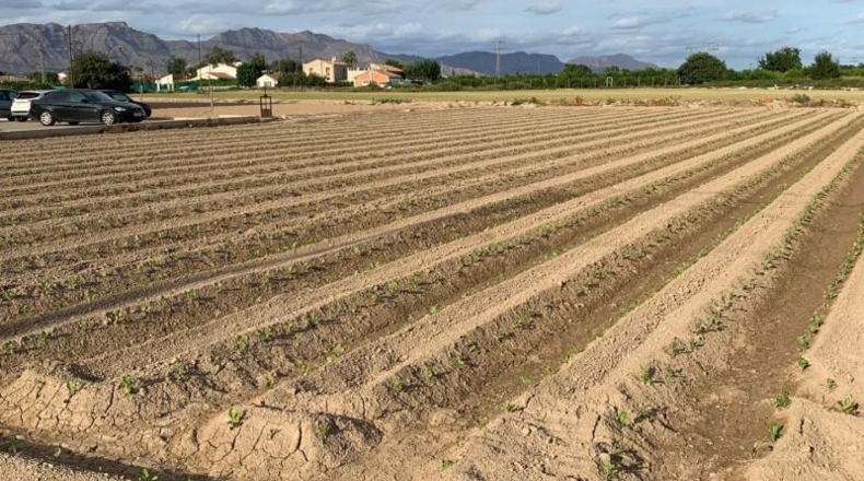 Murcia - Múrcia - 1876m2