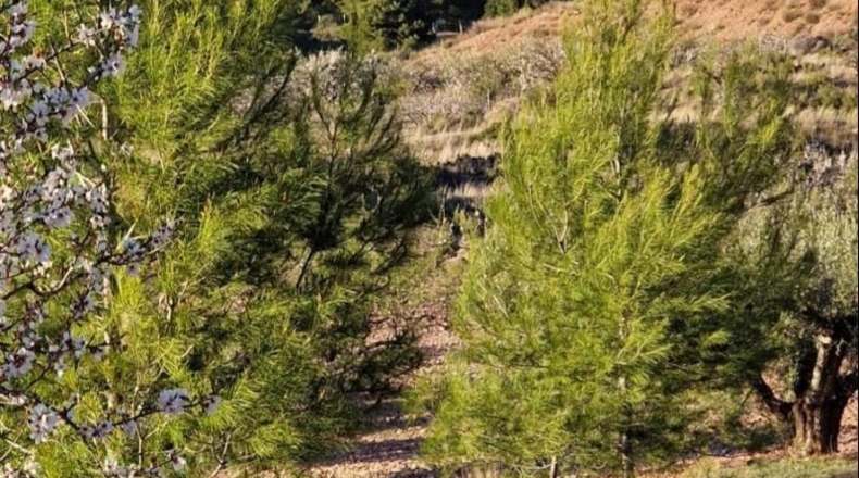 Murcia - Aledo - 4950m2