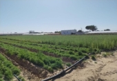 Terreny no urbanitzable en venda a la España, Chipiona, ref.: TR245874 foto