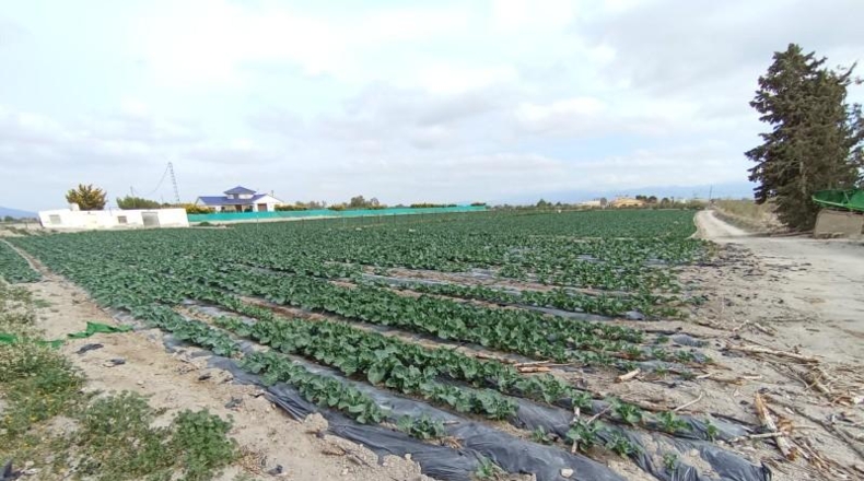 Murcia - Puerto Lumbreras - 5000m2