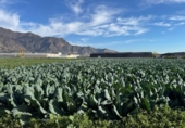 Non-developable land for sale on España, Orihuela, ref: TR372563 photo