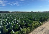 Non-developable land for sale on España, Orihuela, ref: TR372563 photo