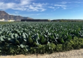 Non-developable land for sale on España, Orihuela, ref: TR372563 photo
