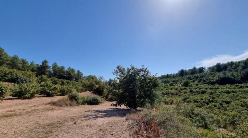 Tarragona - Tivissa - 68617m2