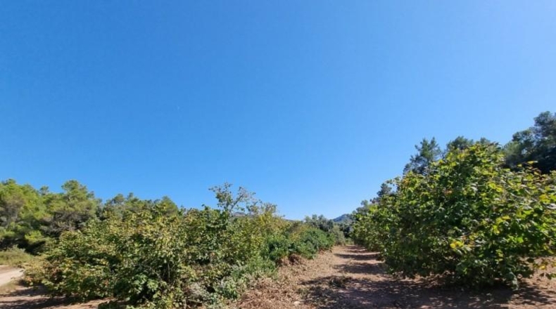 Tarragona - Tivissa - 68617m2