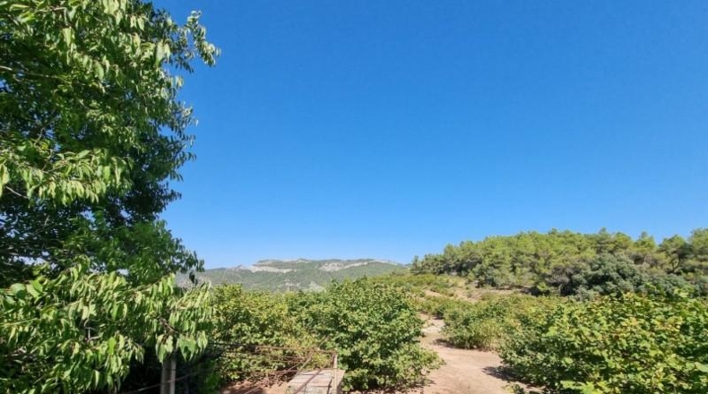 Tarragona - Tivissa - 68617m2