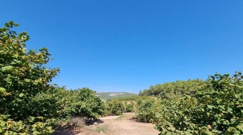 Tarragona - Tivissa - 68617m2