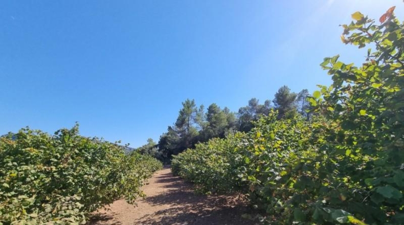 Tarragona - Tivissa - 68617m2