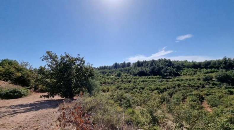 Tarragona - Tivissa - 68617m2
