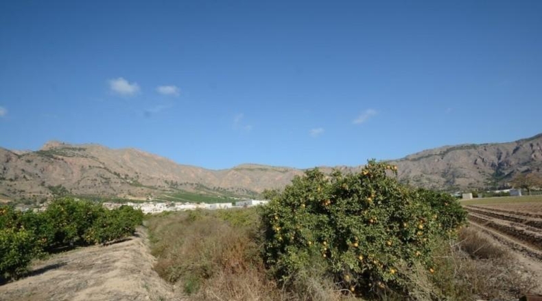 Аликанте - Orihuela - 5600m2