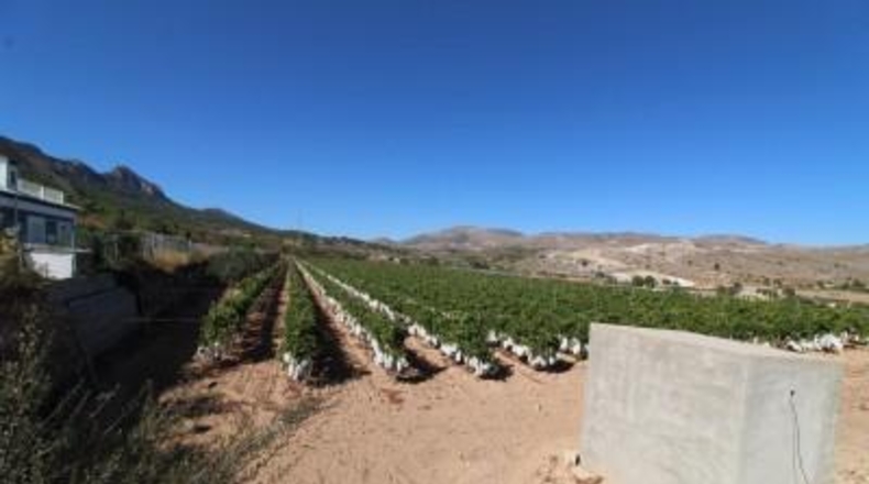 Alicante - la Romana - 13000m2