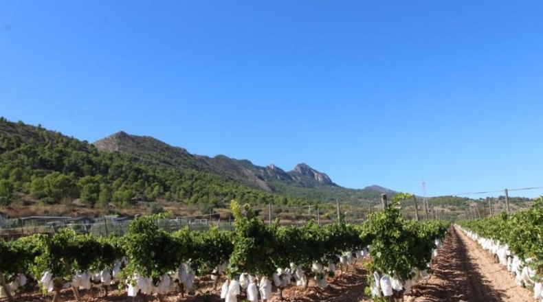 Alicante - la Romana - 13000m2