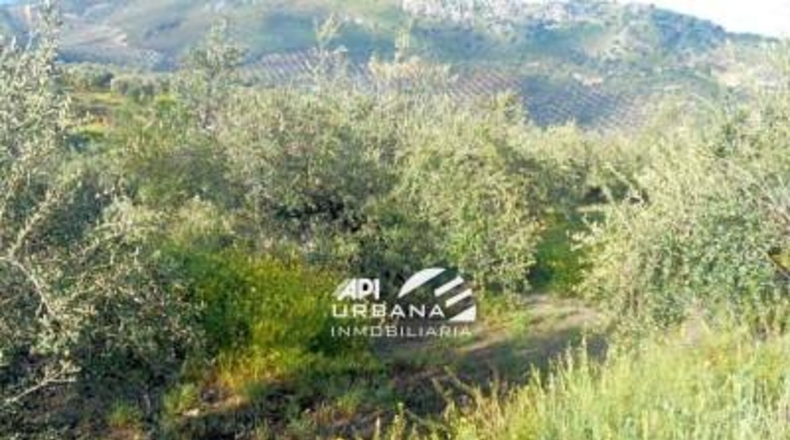 Córdoba - Priego de Córdoba - 36082m2