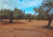 Chalet independiente con terreno en venta en la España, Godall, ref: TR360436 foto