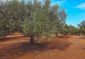 Chalet independiente con terreno en venta en la España, Godall, ref: TR360436 foto
