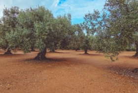 Godall 67000&nbsp;m²