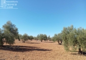 Земля на продажу у города Argamasilla de Alba Фото
