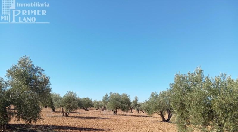 Ciudad Real - Argamasilla de Alba - 59615m2