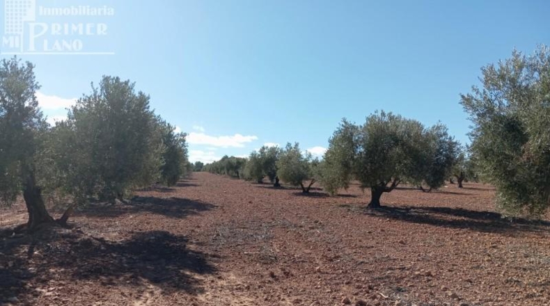 Ciudad Real - Argamasilla de Alba - 59615m2