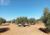 Земля на продажу у города Argamasilla de Alba Фото