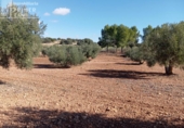 Земля на продажу у города Argamasilla de Alba Фото