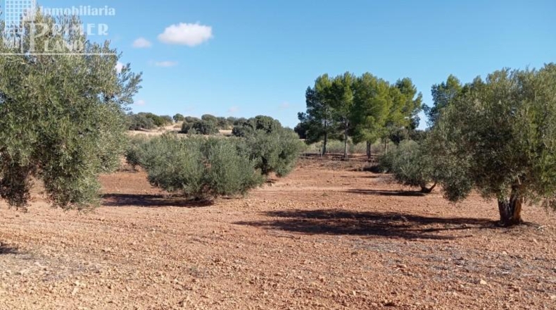 Ciudad Real - Argamasilla de Alba - 59615m2