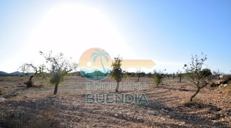 Múrcia - Fuente Álamo de Murcia - 5291m2