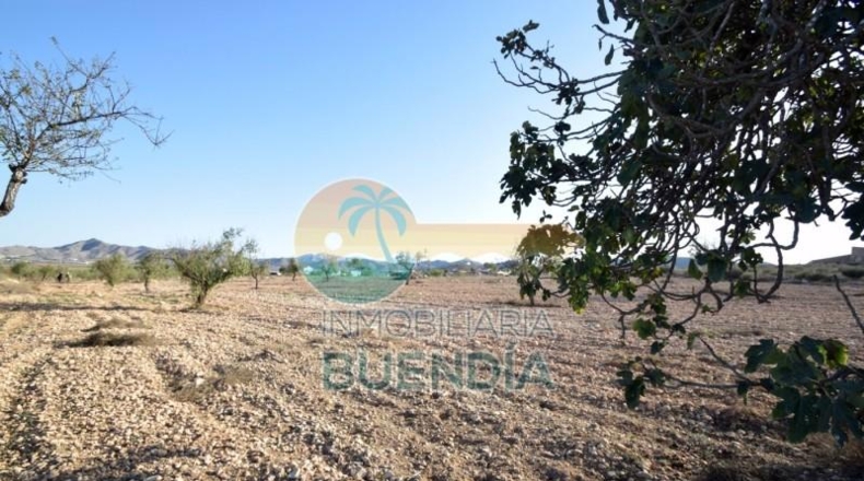 Múrcia - Fuente Álamo de Murcia - 5291m2