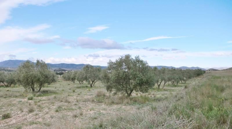 Murcia - Alcantarilla - 12476m2
