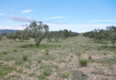 Non-developable land for sale on España, Alcantarilla, ref: TR370616 photo