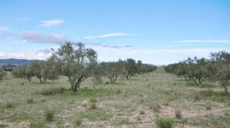 Murcia - Alcantarilla - 12476m2