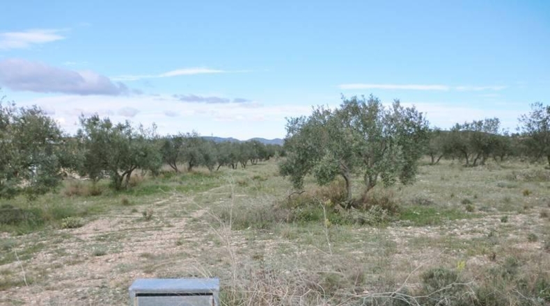 Murcia - Alcantarilla - 12476m2