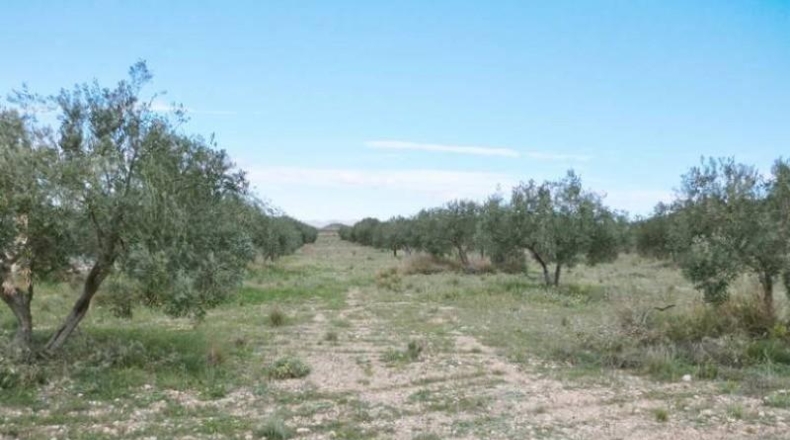 Murcia - Alcantarilla - 12476m2