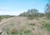 Non-developable land for sale on España, Alcantarilla, ref: TR370616 photo
