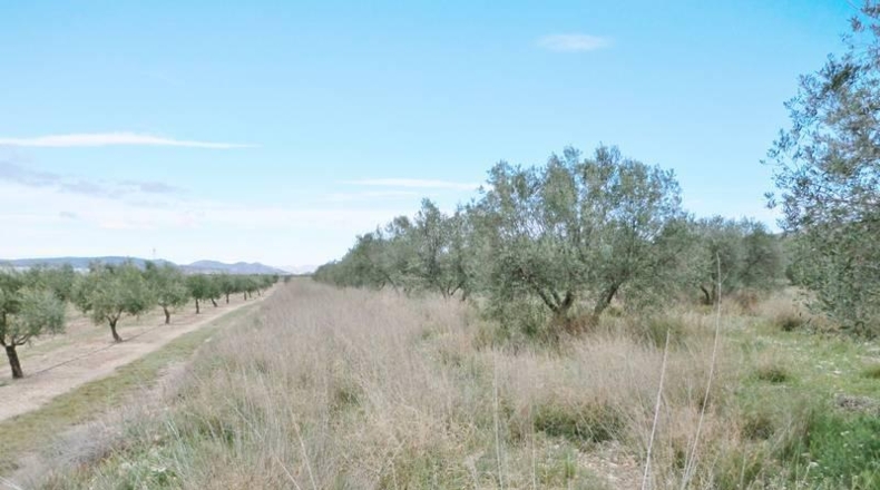 Murcia - Alcantarilla - 12476m2