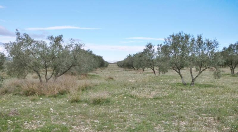 Murcia - Alcantarilla - 12476m2