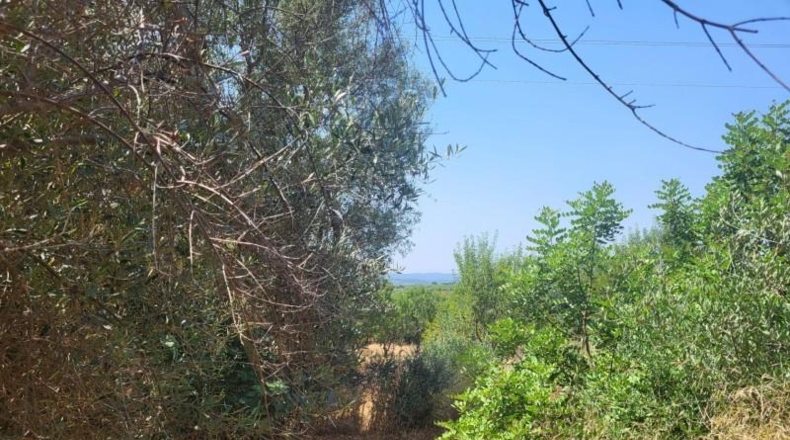 Castellón - Валь-д'Альба - 8065m2
