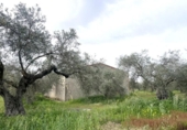 Non-developable land for sale on España, Guareña, ref: TR308681 photo