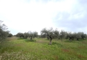 Non-developable land for sale on España, Guareña, ref: TR308681 photo