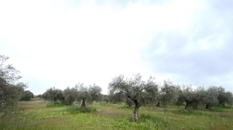 Badajoz - San Pedro de Mérida - 2282m2