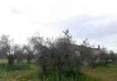 Non-developable land for sale on España, Guareña, ref: TR308681 photo