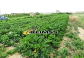 Non-developable land for sale on España, Malgrat de Mar, ref: TR354833 photo