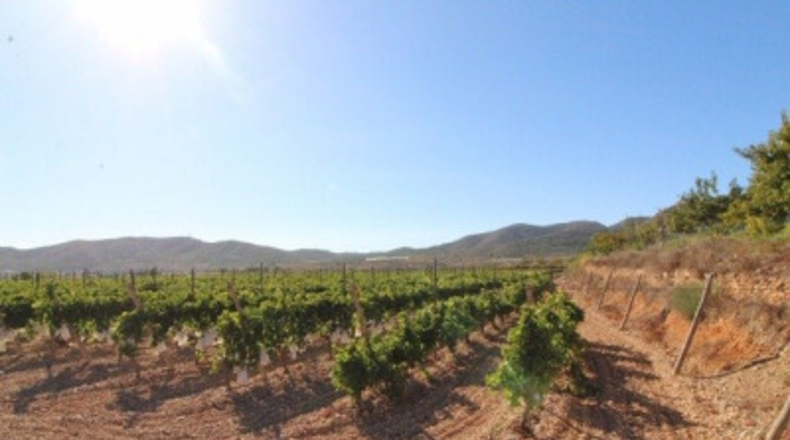 Alicante - la Romana - 14000m2