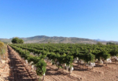 Sòl urbà en venda a la España, la Romana, ref.: TR116331 foto