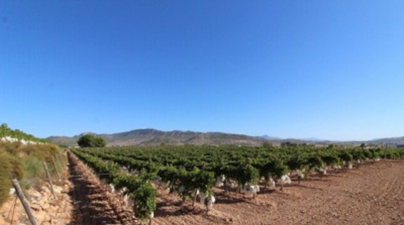 Alicante - la Romana - 14000m2