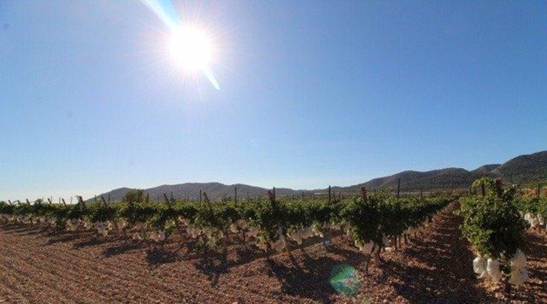 Alicante - la Romana - 14000m2