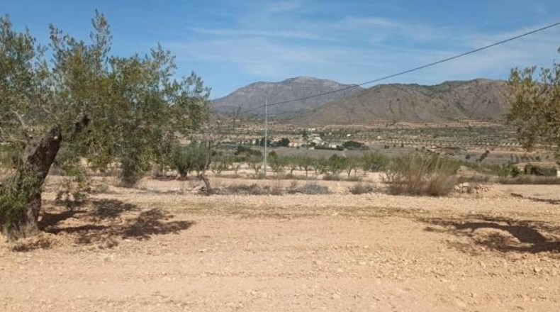 Alicante - Orihuela - 15900m2