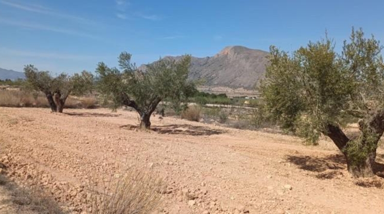 Alicante - Orihuela - 15900m2